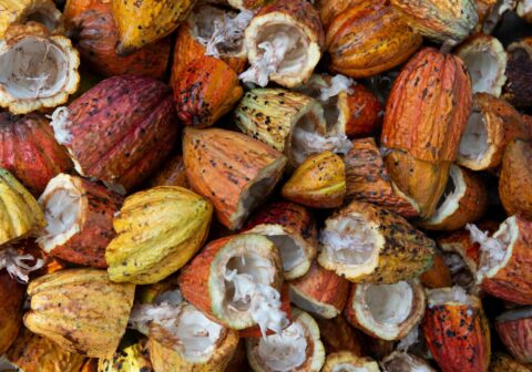 De dónde viene el chocolate, sus orígenes y cómo elegir una barra sustentable